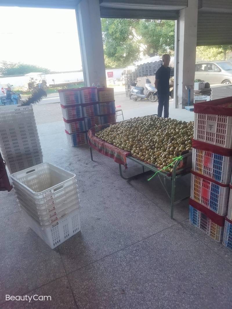陕西大荔精品冬枣大量供应中温棚钢架棚冷棚陆地