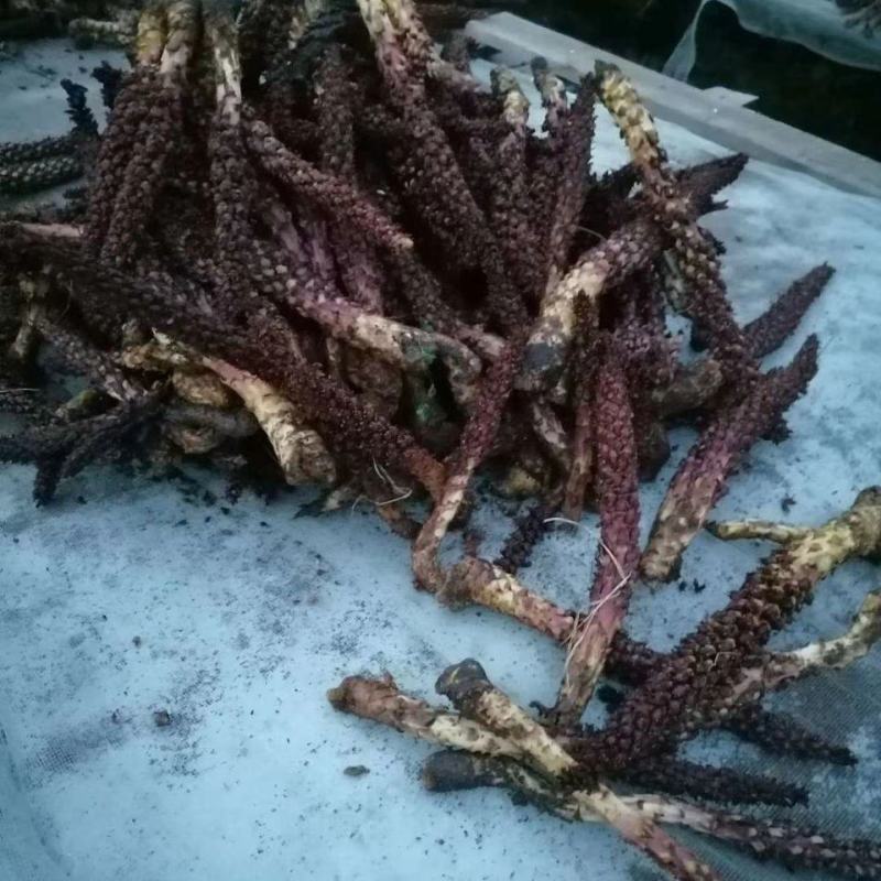 不老草野生回春草泡酒料男专用黄花列当中药材内蒙新