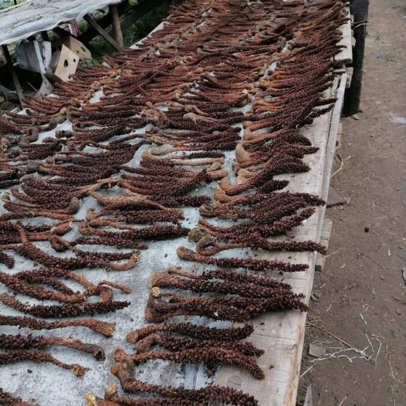 不老草野生回春草泡酒料男专用黄花列当中药材内蒙新