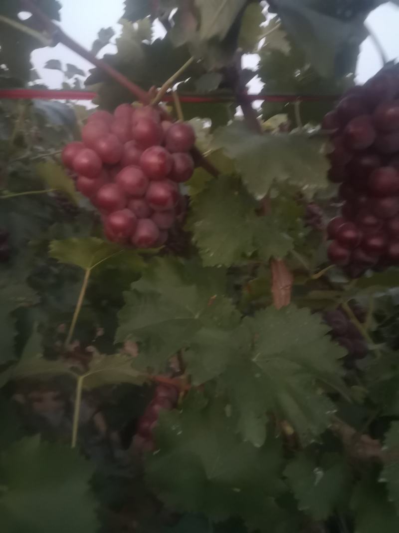 葡萄