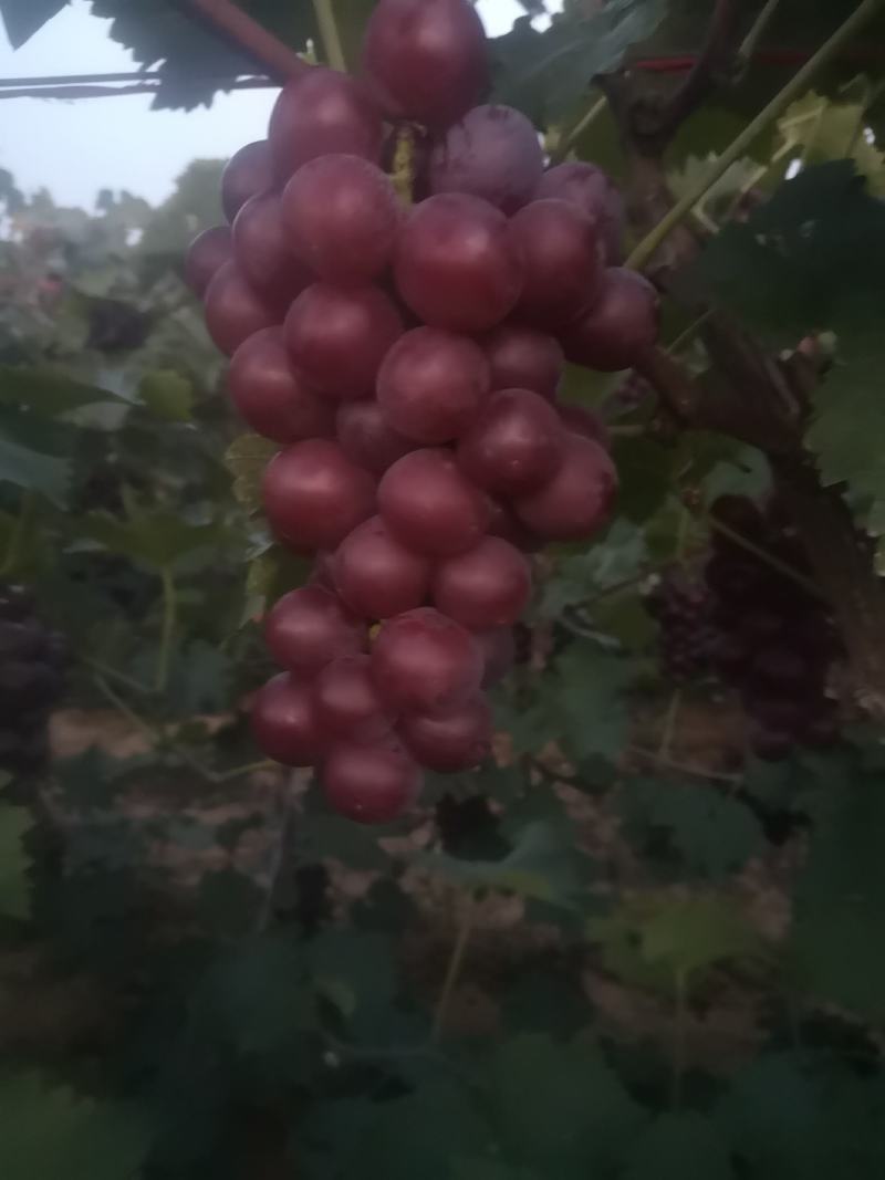 葡萄