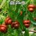 葫芦枣苗种苗水果苗枣树苗，免费技术指导葫芦枣树苗