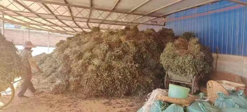 鱼腥草