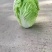 东北黄心大白菜，市场菜567斤，