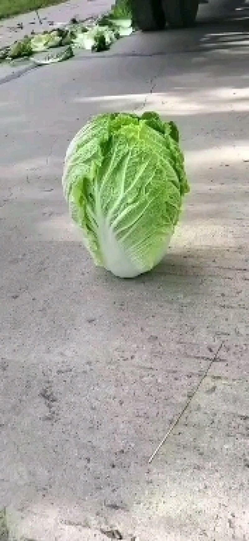 东北黄心大白菜，市场菜567斤，