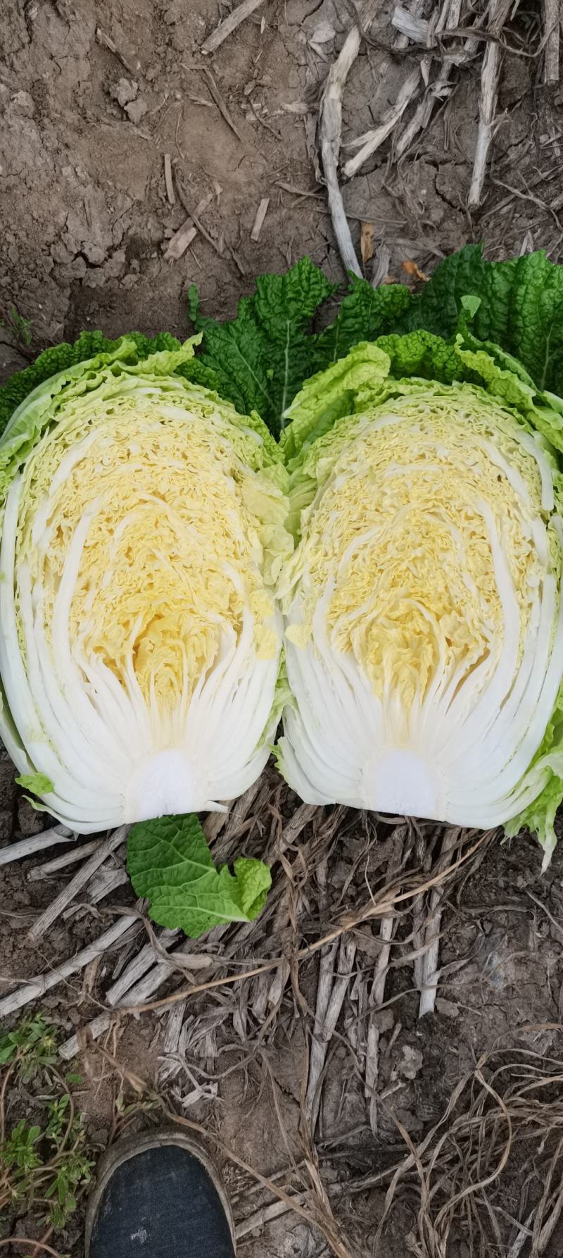 东北黄心大白菜，市场菜567斤，