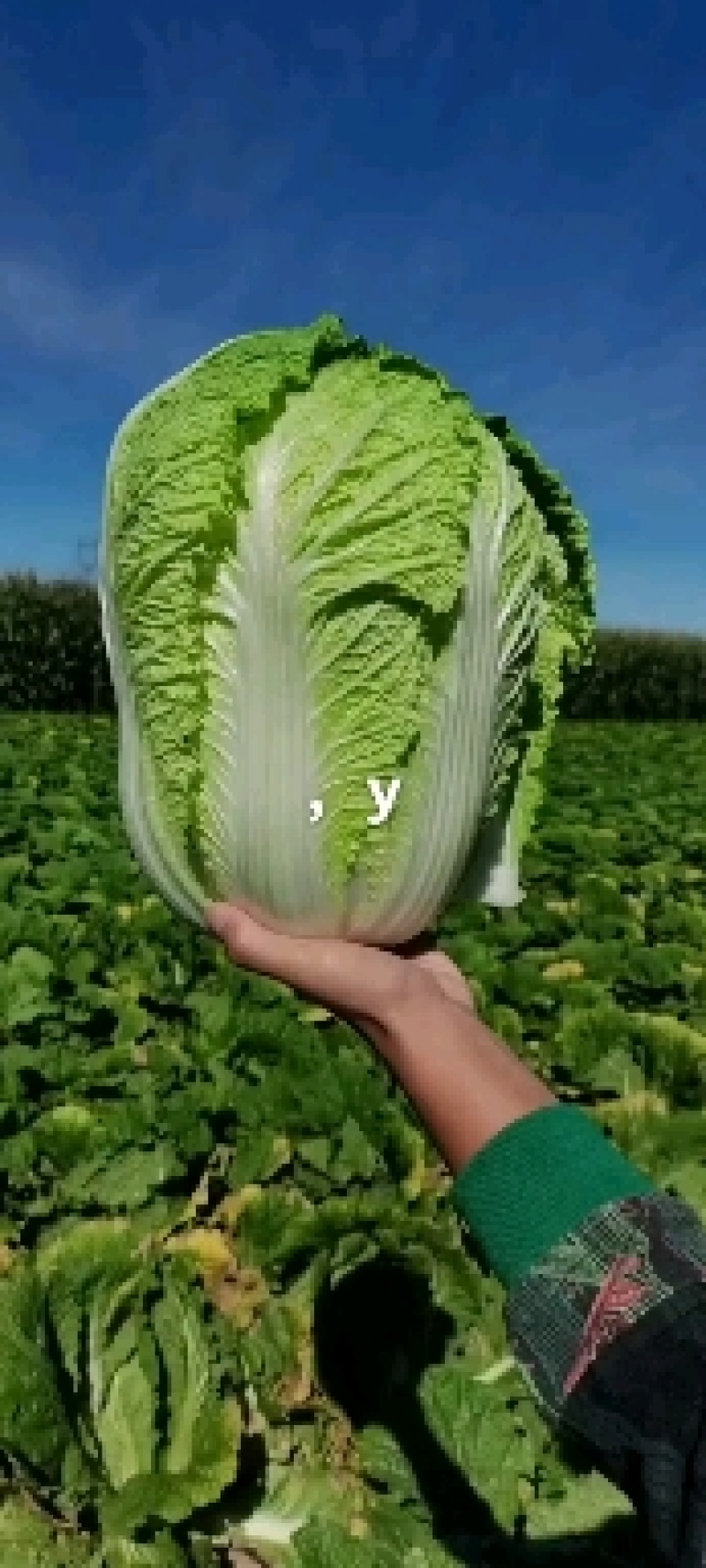东北黄心大白菜，市场菜567斤，
