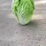 东北黄心大白菜，市场菜567斤，