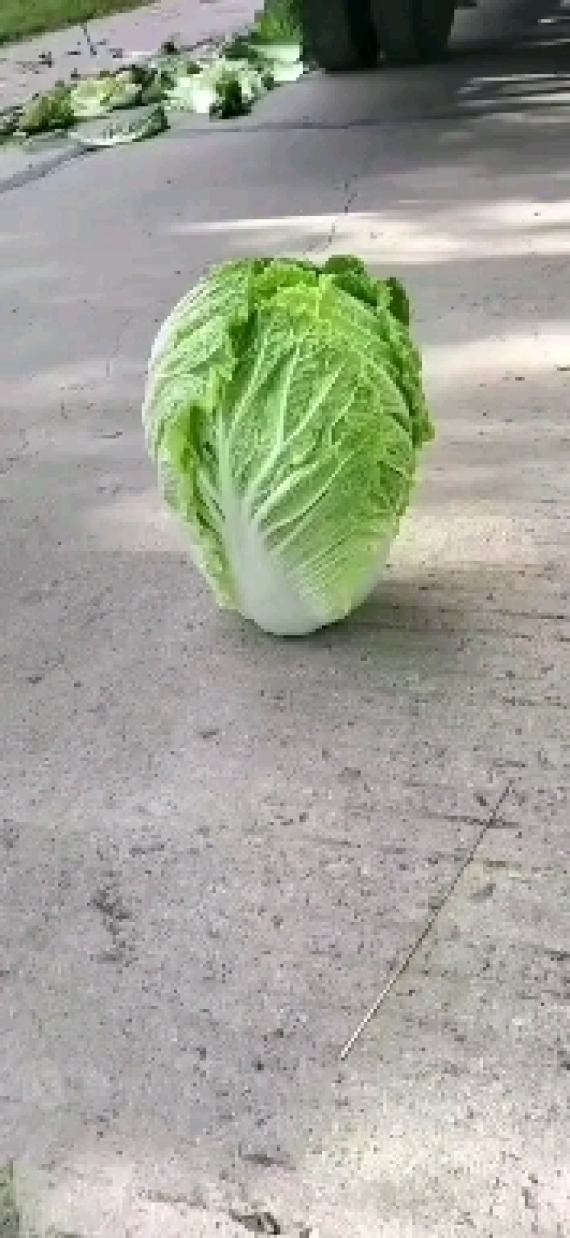 东北黄心大白菜，市场菜567斤，
