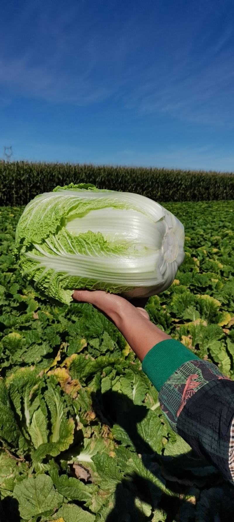 东北黄心大白菜，市场菜567斤，