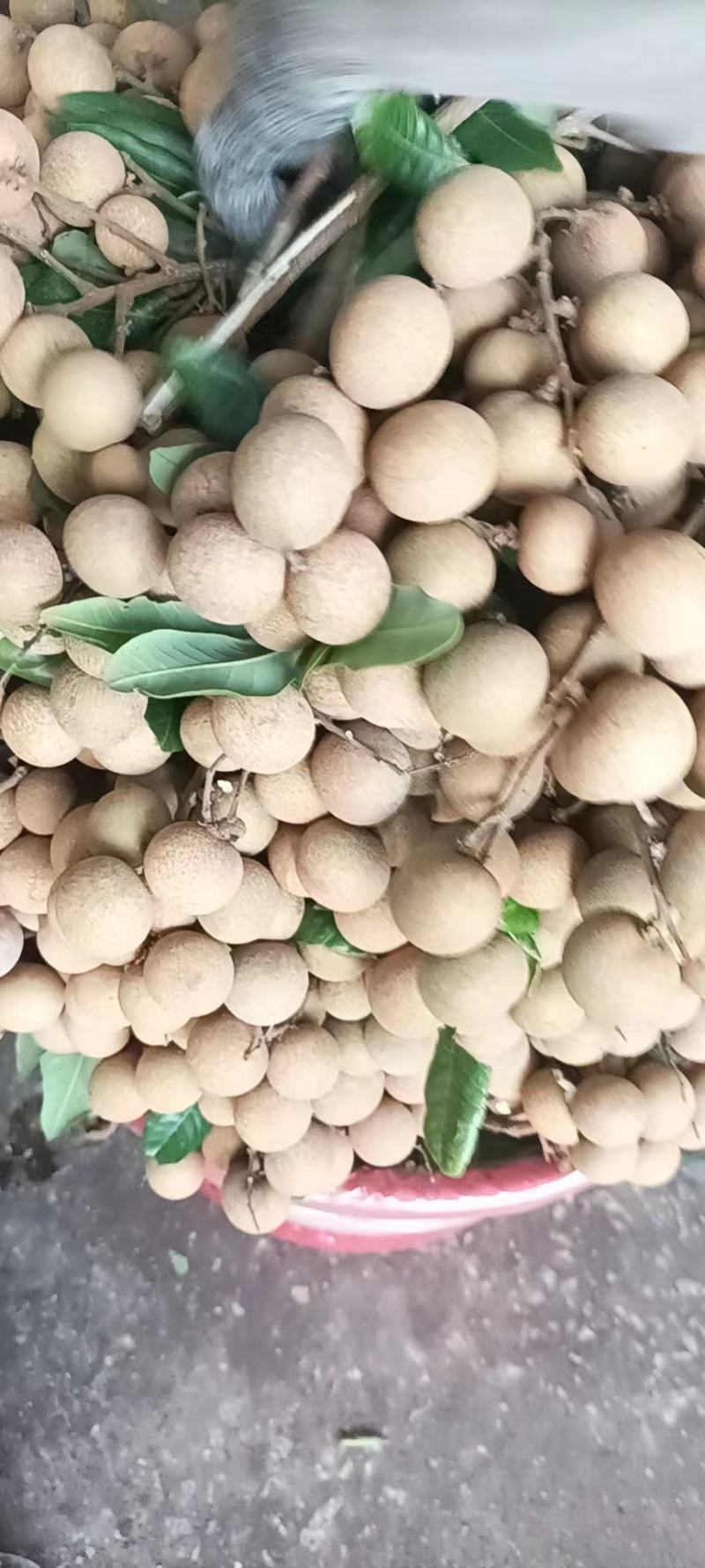 广东龙眼饶平草埔龙眼草菇龙眼欢迎工厂加工果对接