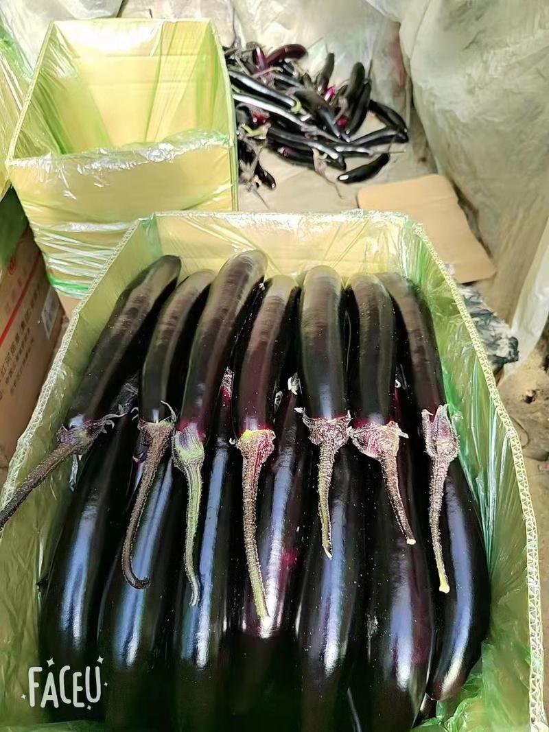 精品紫库紫长茄，大龙，602，紫力人，长年供应，欢迎选购