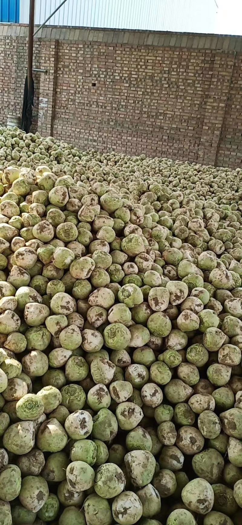 芥菜，量大，可提供散装，装袋，水洗供应电商和咸菜厂