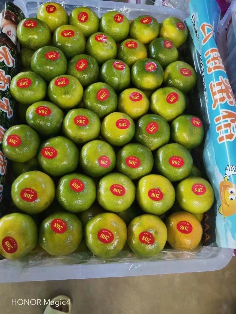湖北宜昌特早蜜橘基地直发一手货源批发品质保证价格美丽