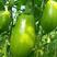鞍山精品绿茄，皮色油绿，亮反光，口感好，商品性高大小均匀