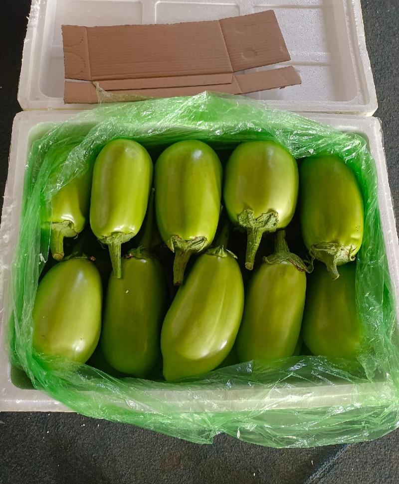 鞍山精品绿茄，皮色油绿，亮反光，口感好，商品性高大小均匀