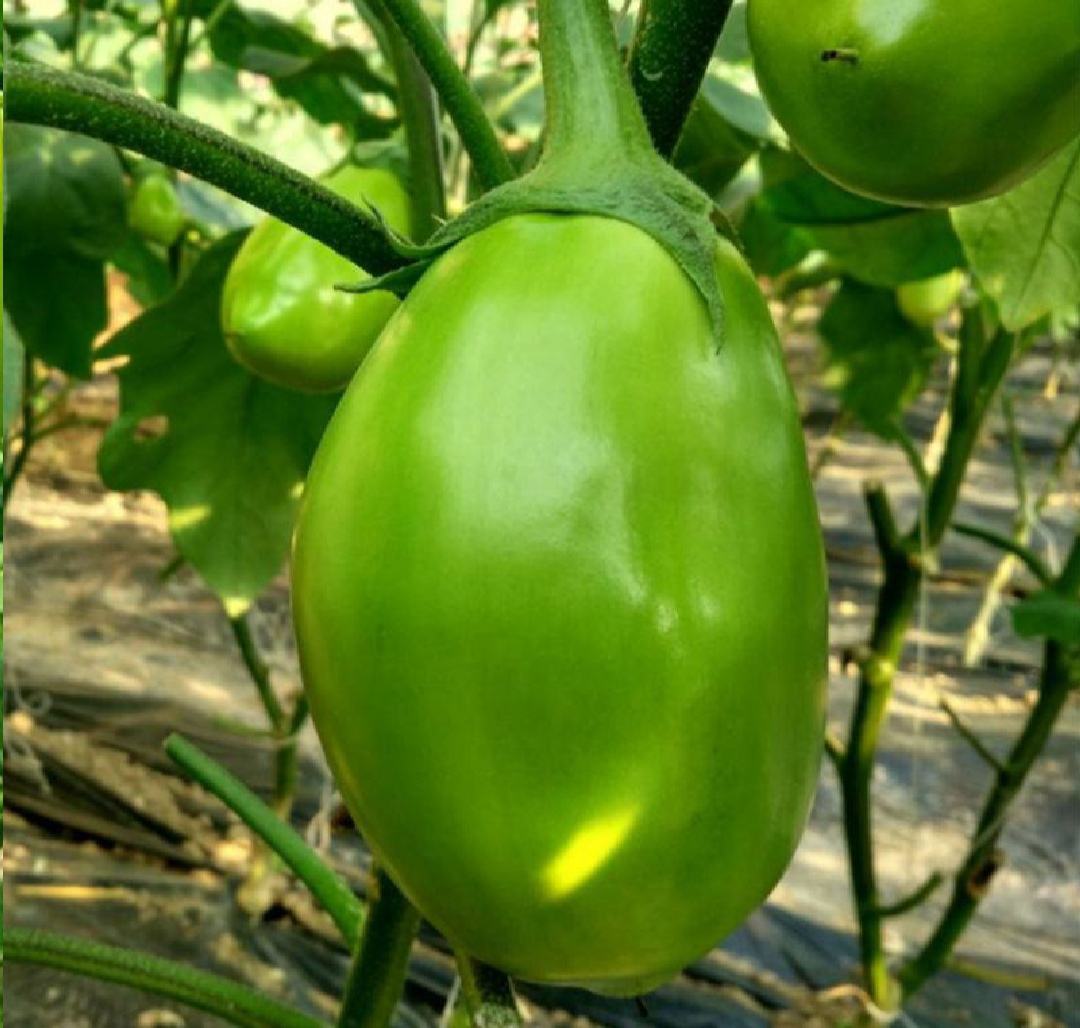 高清微距摄影:展示青茄典型未成熟形态——果皮青绿有蜡质光泽,果肉无褐变、结构紧实,种子呈淡褐色且柔软未硬化,体现其作为功能蔬菜的生理学特征 青茄横切特写:青绿色光滑果皮、乳白色致密果肉、未木质化浅褐色小种子均匀分布,背景为实验室白瓷盘与游标卡尺参照物