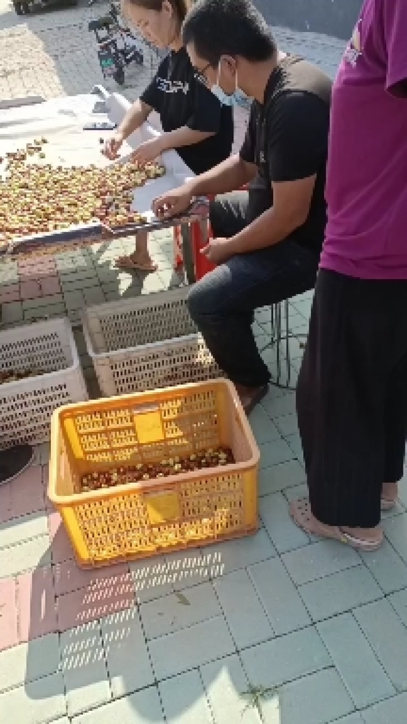 金丝小枣嘎嘎硬，嘎嘎田