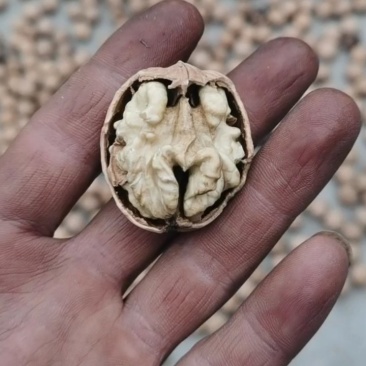 辽核皮薄仁白经过一手筛选一级品质
