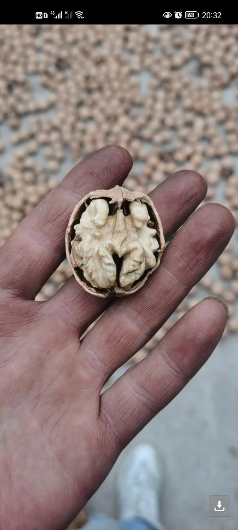 辽核皮薄仁白经过一手筛选一级品质