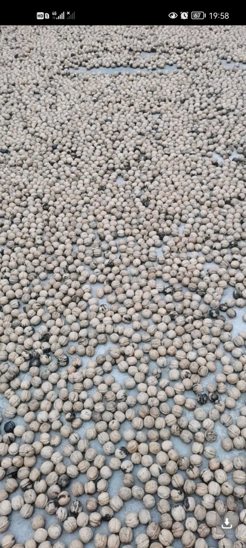 辽核皮薄仁白经过一手筛选一级品质