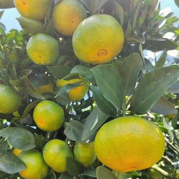 湖北宜昌特早蜜橘大量供应一手货源批发品质保证价格美丽
