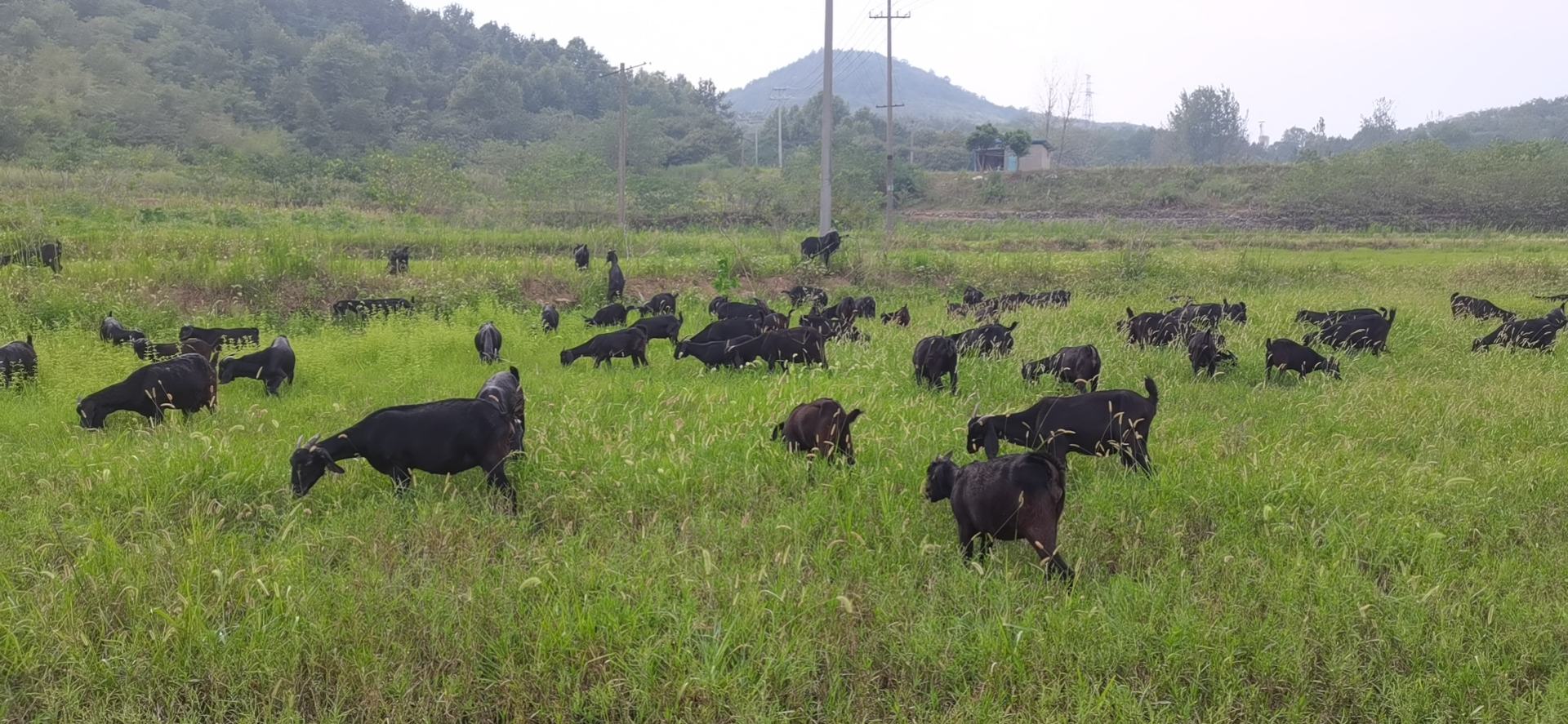一群毛色乌黑发亮的成年黑山羊在四川高海拔山区的坡地草场上自由觅食,背景为典型的横断山脉地貌,远处有梯田和村落,阳光明媚,植被以高山冷季草本为主,部分羊只佩戴红色耳标 四川高原山区放养的黑山羊群
