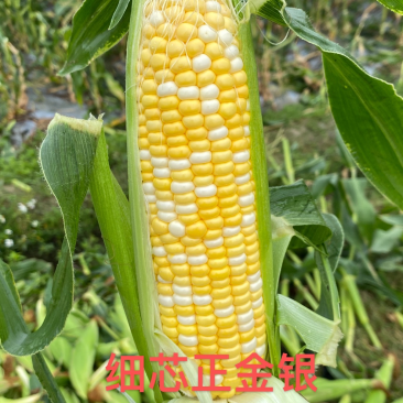 细芯正金银玉米，粤通农业种植有限公司，田头现摘，新鲜