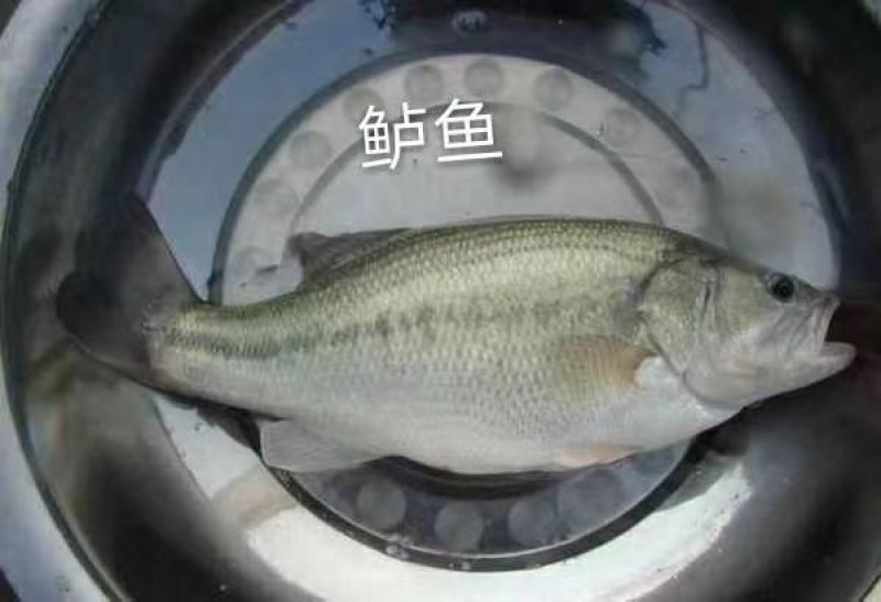 热卖鲈鱼路亚垂钓鱼场批发直供包运输消毒下塘货到付款