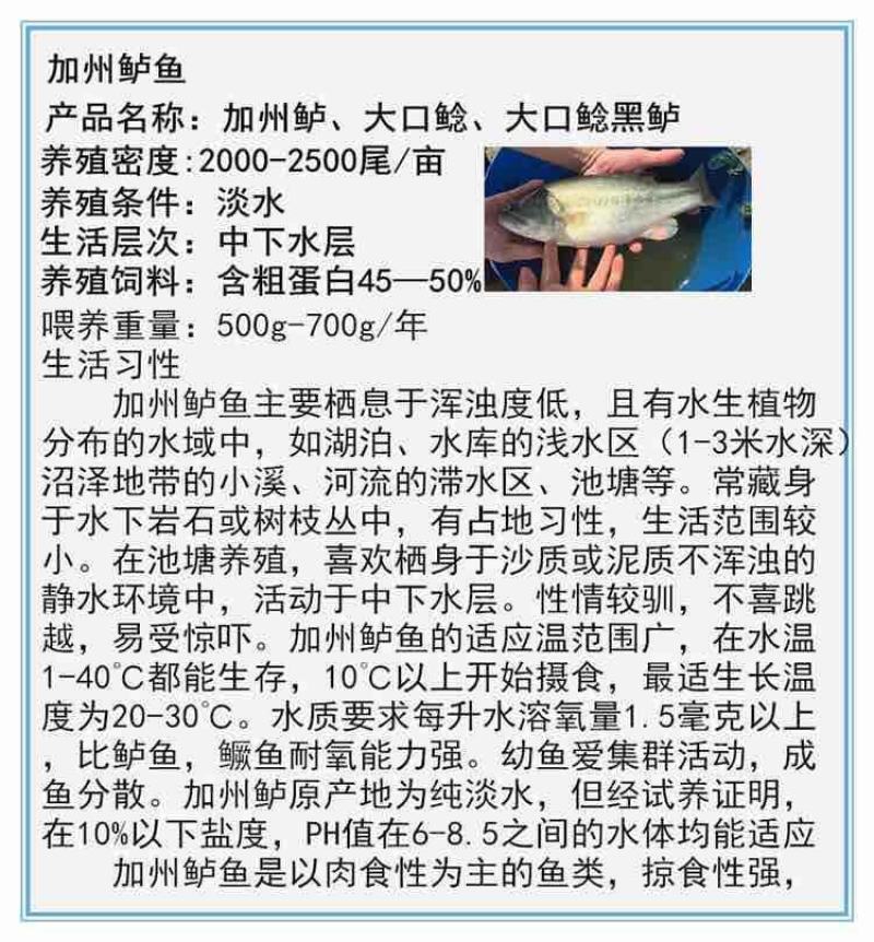 热卖鲈鱼路亚垂钓鱼场批发直供包运输消毒下塘货到付款