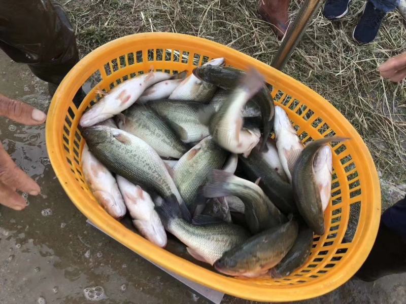 热卖鲈鱼路亚垂钓鱼场批发直供包运输消毒下塘货到付款