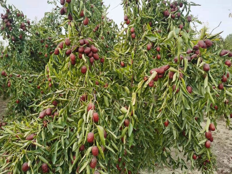 基地直发红枣树苗。冬枣树苗。盘枣树苗。现挖现发量大优惠