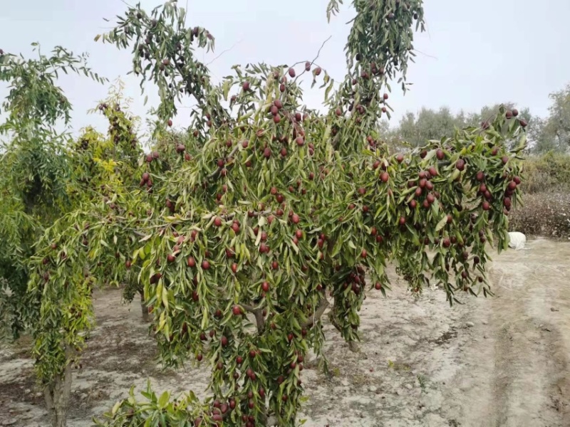 基地直发红枣树苗。冬枣树苗。盘枣树苗。现挖现发量大优惠