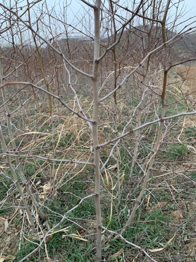 基地直发红枣树苗。冬枣树苗。盘枣树苗。现挖现发量大优惠