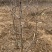 基地直发红枣树苗。冬枣树苗。盘枣树苗。现挖现发量大优惠