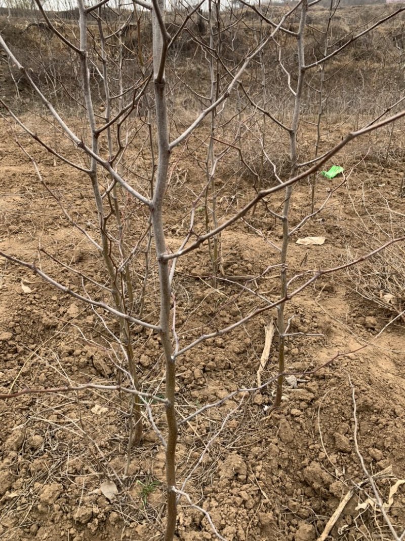 基地直发红枣树苗。冬枣树苗。盘枣树苗。现挖现发量大优惠