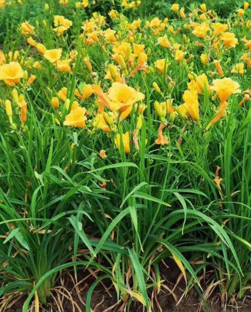 金娃娃萱草苗耐寒花卉庭院盆栽大花多年生宿根易种植物