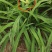金娃娃萱草苗耐寒花卉庭院盆栽大花多年生宿根易种植物