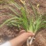 金娃娃萱草苗耐寒花卉庭院盆栽大花多年生宿根易种植物