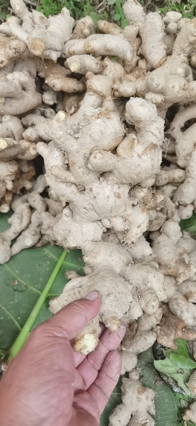 老黄姜、中姜，批发欢迎咨询下单