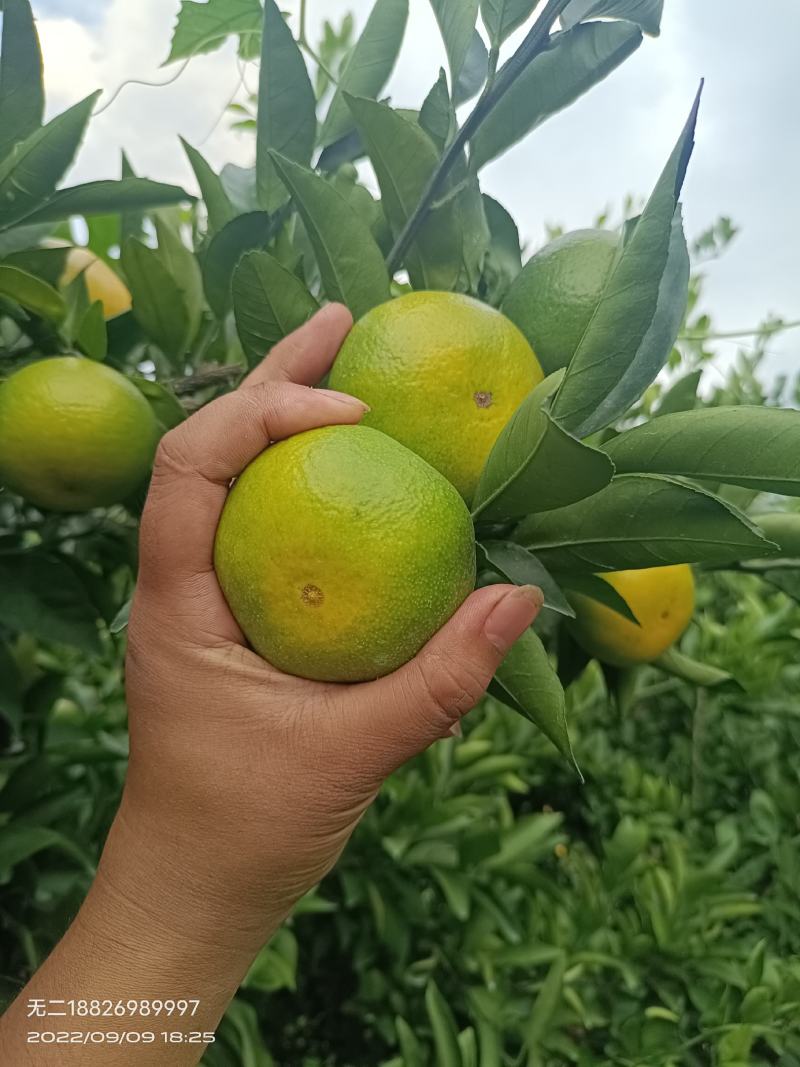特早蜜橘，回峰蜜橘，果真好吃