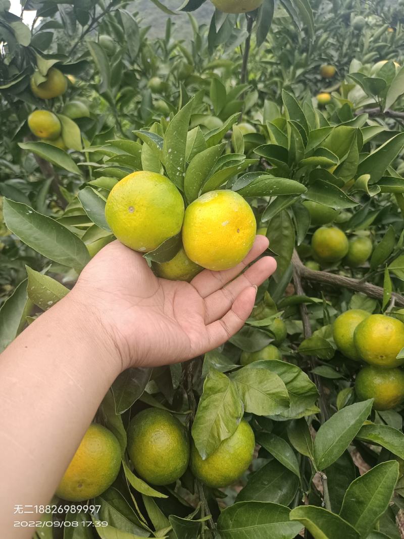 特早蜜橘，回峰蜜橘，果真好吃