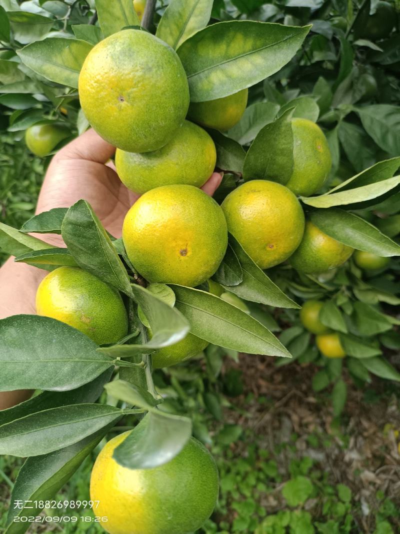 特早蜜橘，回峰蜜橘，果真好吃