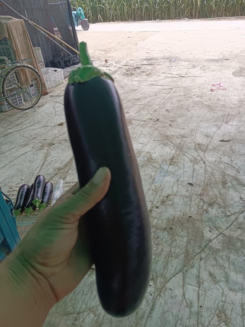 布莱迪绿把长茄