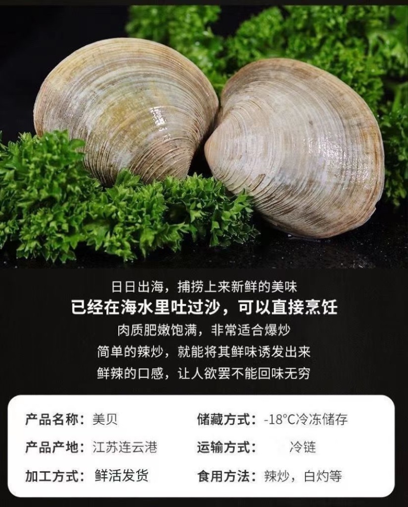 鲜活无沙美贝铁蛤蜊海鲜贝类批发