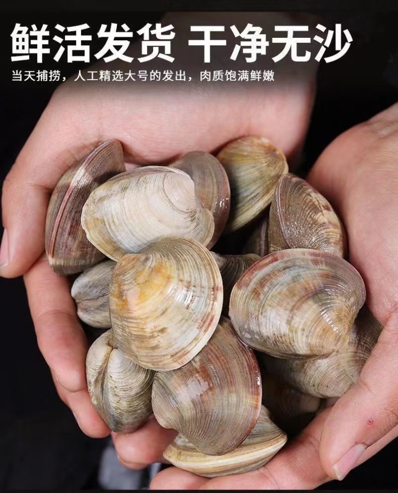鲜活无沙美贝铁蛤蜊海鲜贝类批发