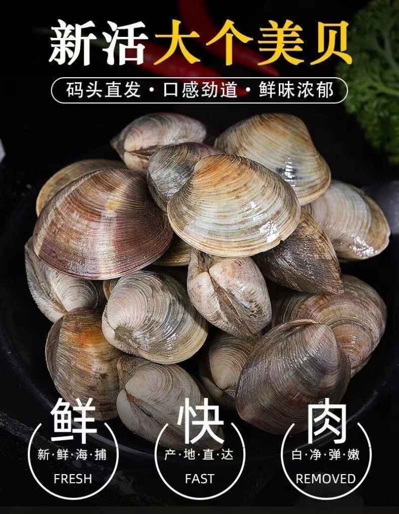 鲜活无沙美贝铁蛤蜊海鲜贝类批发