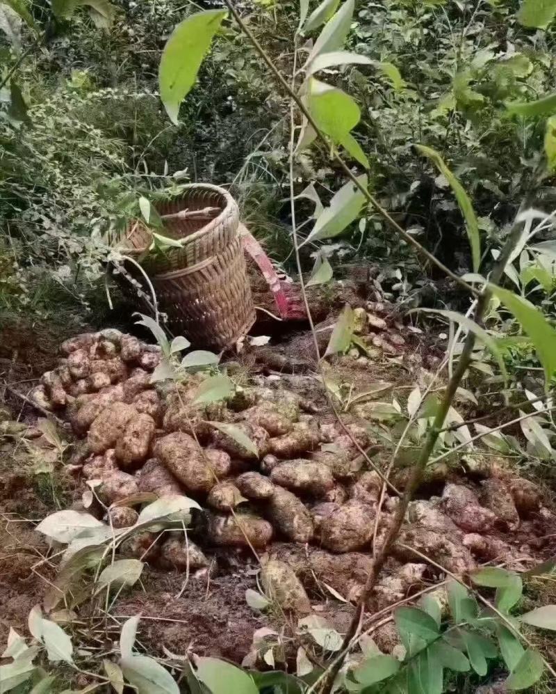 云南昭通小草坝新鲜天麻，真空包装，带泥发货，现挖现发