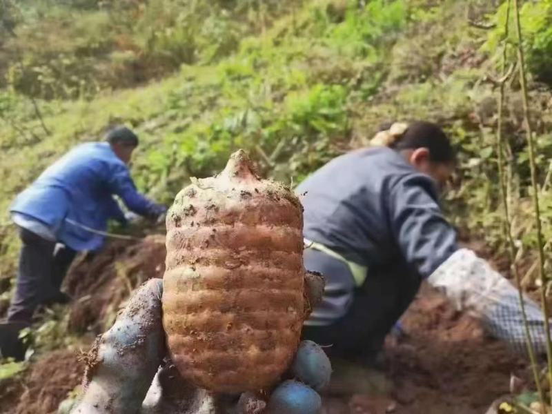 云南昭通小草坝新鲜天麻，真空包装，带泥发货，现挖现发
