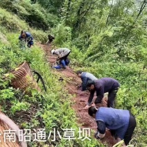 云南昭通小草坝新鲜天麻，真空包装，带泥发货，现挖现发